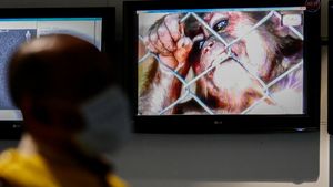 Opičí neštovice: přenos je nečekaně rychlý, pandemie by se však opakovat neměla