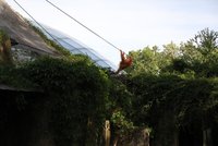 Poplach v pražské zoo: Z výběhu utekli orangutani