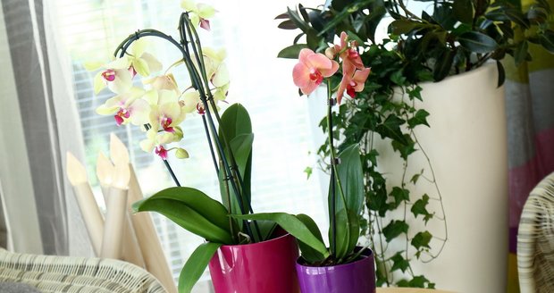 Namnožit orchideje není vůbec složité, když víte, jak na to.