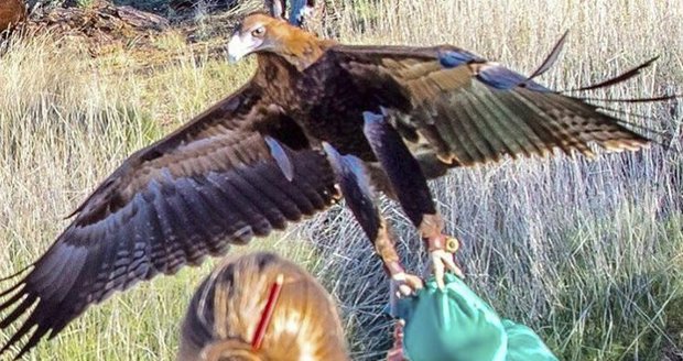 Orel se na ptačí přehlídce v Austrálii pokusil odnést šestiletého hocha.