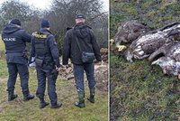Na Klatovsku našli čtyři mrtvé orly mořské: Úmyslná otrava?!