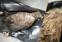 Na jihu Čech řádí travič: V polích našli mrtvého orla