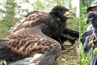 Tajná akce ornitologů na Vysočině: Okroužkovali orlí puberťáky!