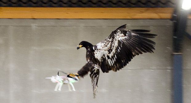 Jak orlové chytají drony?