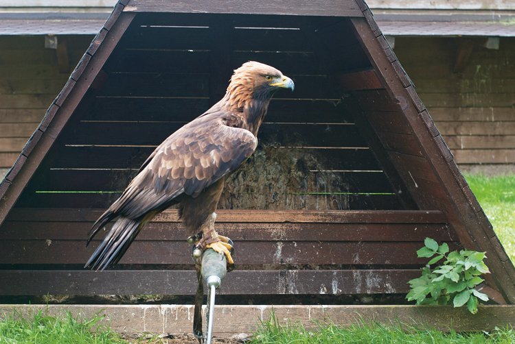 Samice orla velkého se používá na velkou kořist