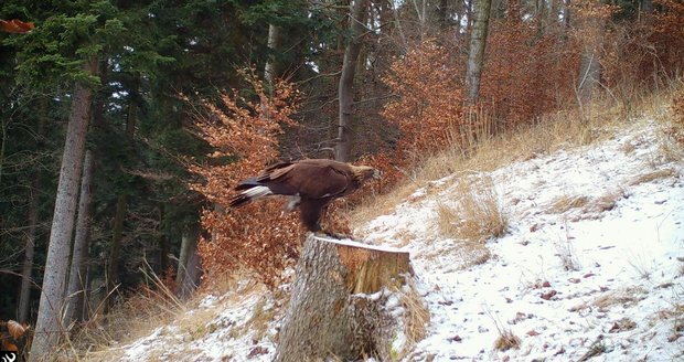 Mládě orlího páru vypuštěného do přírody Vandu zachytila fotopast.