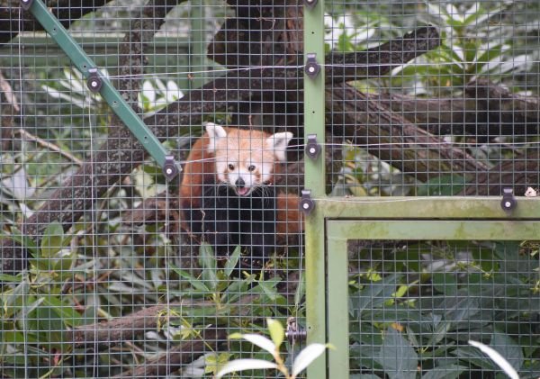 Aby měly pandy klid, zůstane nějaký čas jejich expozice uzavřená.