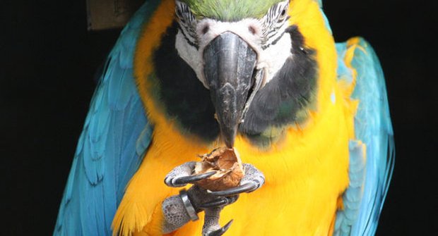 Šikovní papoušci taky umí používat nástroje