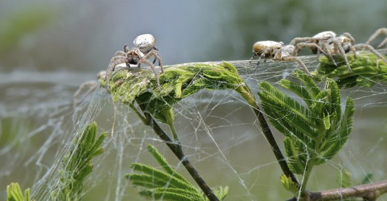 I pavouci žijí společensky. Tisíce osminožců na jedné megapavučině