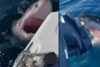 Obří žralok zaútočil na člun s rodinou! Kolem lodi kroužil hodinu
