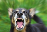 Krvavé venčení: Na Tachovsku se nejdříve servali psi, pak jejich majitelé