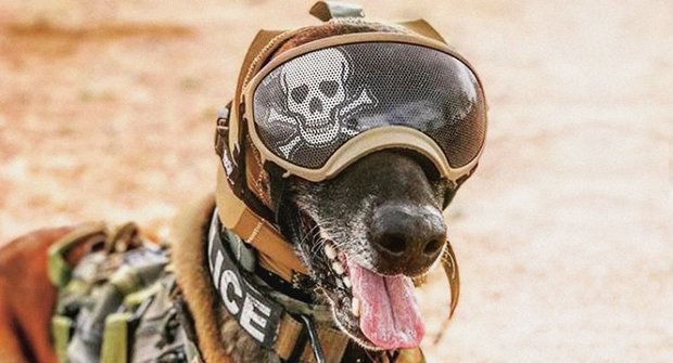 Pes v armádě: Jaké jsou nejmodernější technologie pro válečné psy?