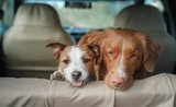 Cestujte se psem v autě bezpečně