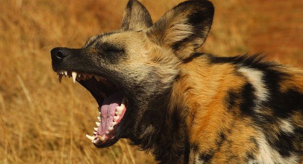 Divocí psi Afriky: Hyenovité šelmy vymírají