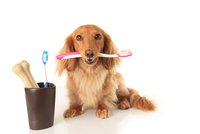 I psy bolí zuby: Pozor na záněty dásní, hrozí z nich nemoci srdce, ledvin i jater!