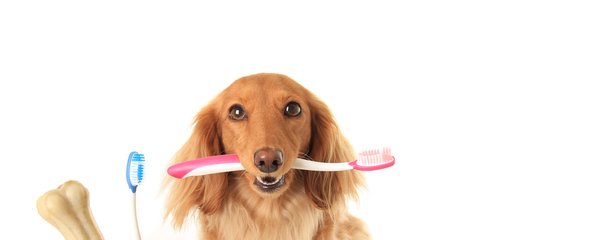 I psy bolí zuby: Pozor na záněty dásní, hrozí z nich nemoci srdce, ledvin i jater!
