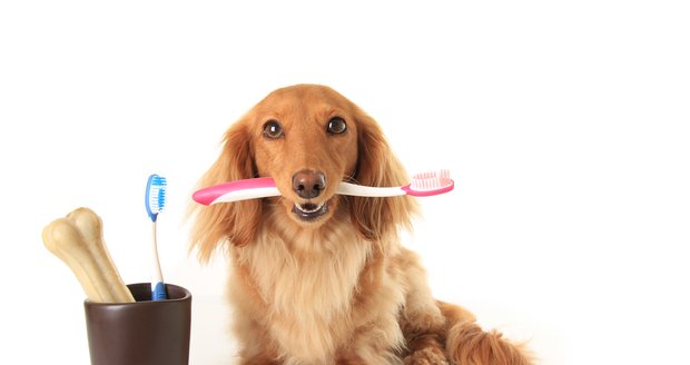 S čištěním zubů je nejlepší začít od štěněte, ale naučit to můžete i starší psy.