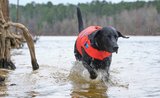 Pes a voda: jak ho naučíte plavat, aby si zlepšil zdraví