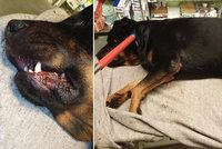 Oddaný pes bránil paničku před napadením: Muž ho ubodal!