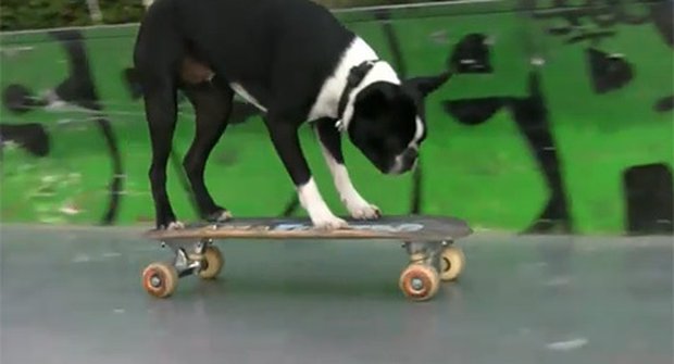 VIDEO: Skateboard je zase v kurzu. Jezdí na něm psi