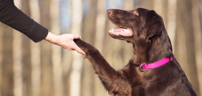 5 tipů, jak naučit psa poslouchat i bez cvičáku