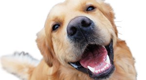 Vědecky potvrzeno: Psi rozlišují rodnou a cizí řeč