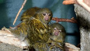 Pět gramů roztomilosti: V Zoo Olomouc se narodila dvojčata nejmenších opic na světě Pět gramů roztomilosti: V Zoo Olomouc se narodila dvojčata nejmenších opic na světě