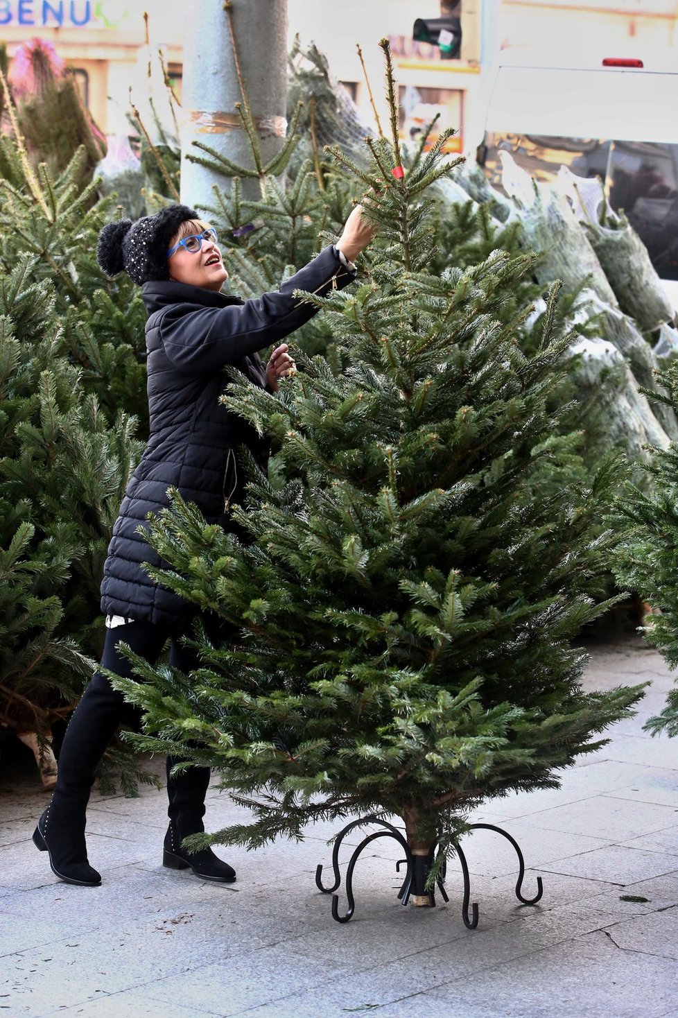 Petra Černocká si vybrala velký vánoční živý stromek.