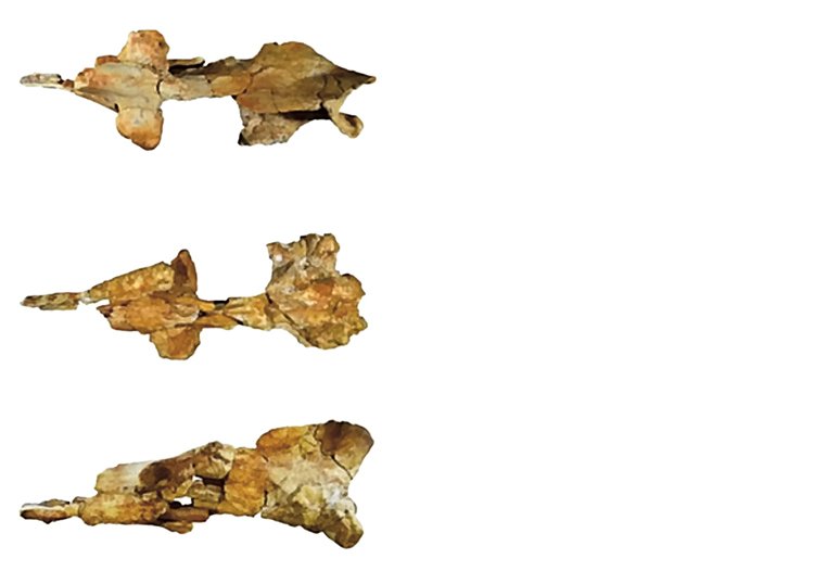 43 milionů let staré fosilie lebky P. anubi