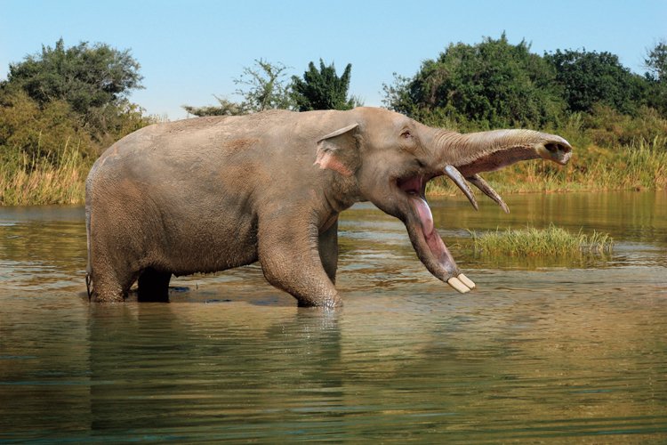 Rekonstrukce slona rodu Platybelodon s „bagrovitou&#34;  spodní čelistí 