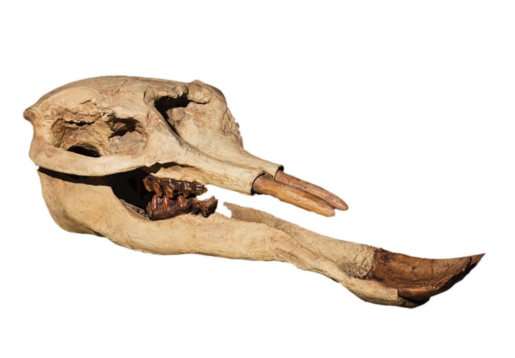 Lebks slona rodu Platybelodon s „bagrovitou&#34;  spodní čelistí 