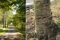Inspekce zastavila kácení aleje na Vsetínsku: Stromy někdo podřezal, musely k zemi