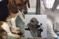 Laboratoř v Česku dělala neschválené pokusy na toulavých psech: Některé adoptovala i z útulků