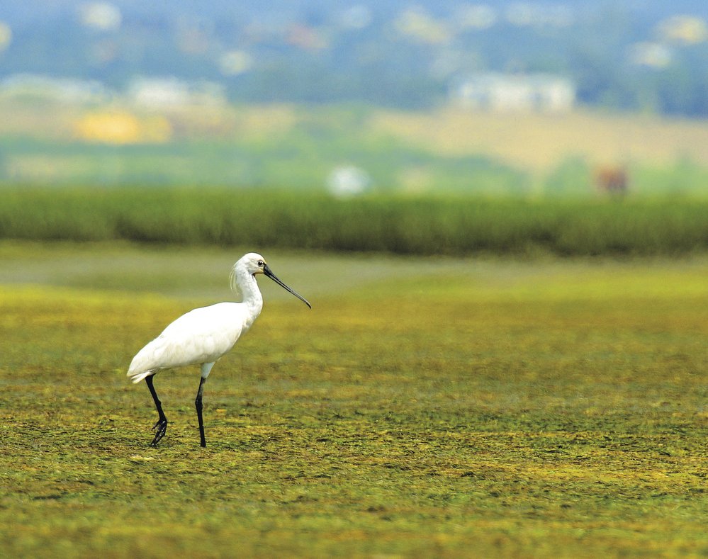 Když v laguně Ria Formosa s odlivem ustoupí moře, otevře se prostřený stůl pro tisíce vodních ptáků včetně kolpíků bílých.