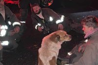 Zatoulaný pes zachránil matku a její děti z hořícího domu