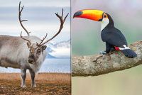 Zvířata z celého světa na Staroměstské radnici: Porotci Czech Nature Photo vystavují svá díla