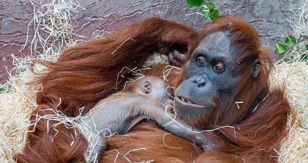 A Sumatran orangutan was born at the Prague Zoo on Tuesday, November 17.