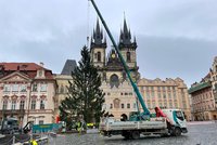 ŽIVĚ ze Staromáku: Nejslavnější strom Česka šel k zemi! Bude z něj pochoutka pro zvířata i nábytek