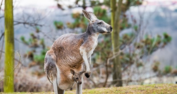 The expositions of kangaroos in the Prague Zoo are now full of cubs.  The female Little Red Riding Hood is easily known by its brick-colored fur.
