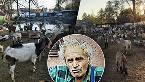 Přemnožené kozy v Unkovicích: Zoufalého starostu úřady ignorují!