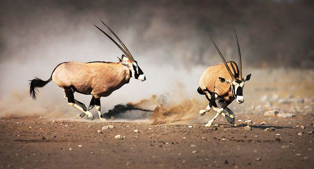 Pouštní antilopy: Návraty přímorožců