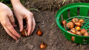 Příprava na jarní wow efekt: Co udělat s cibulky tulipánů ještě před prvními mrazy? Příprava na jarní wow efekt: Co udělat s cibulky tulipánů ještě před prvními mrazy?
