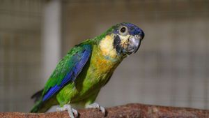 První v Česku: Zoo Praha hlásí odchov vzácného papouška loríčka oranžovoprsého První v Česku: Zoo Praha hlásí odchov vzácného papouška loríčka oranžovoprsého
