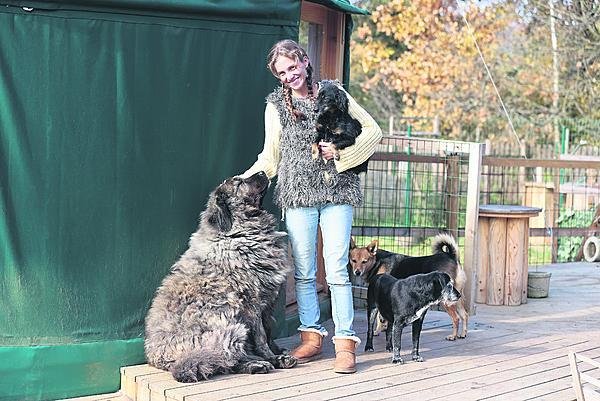 Sedmiletá Klea je velký kavkazský pastevecký pes. Byla čtyři roky v útulku a přišla s extrémní obezitou. Nyní úspěšně shazuje.