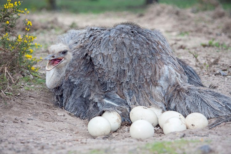 Samice pštrosa dvouprstého kladou vejce do společného hnízda, kde se o ně stará samec