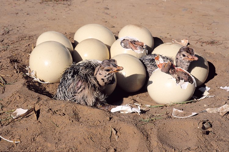 Pštrosí vejce váží až 1600 gramů a má velmi silnou a tvrdou skořápku