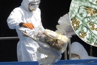 V Česku řádí ptačí chřipka přenosná na lidi: Může zabíjet, rizikové je i peří. Jak se chránit?