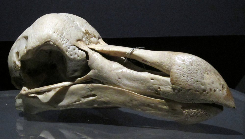 Lebka ptáka dodo v zoologickém muzeu v Kodani. Její výzkum vedl k tomu, že byl dronte zařazen mezi holuby