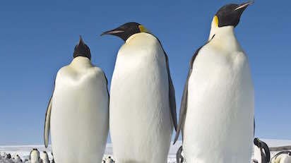 Putování tučňáků: Volání oceánu