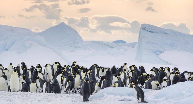 Putování tučňáků: Volání oceánu vás přenese do Antarktidy